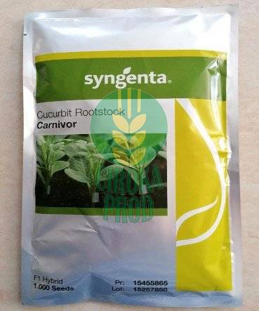 Syngenta CARNIVOR F1