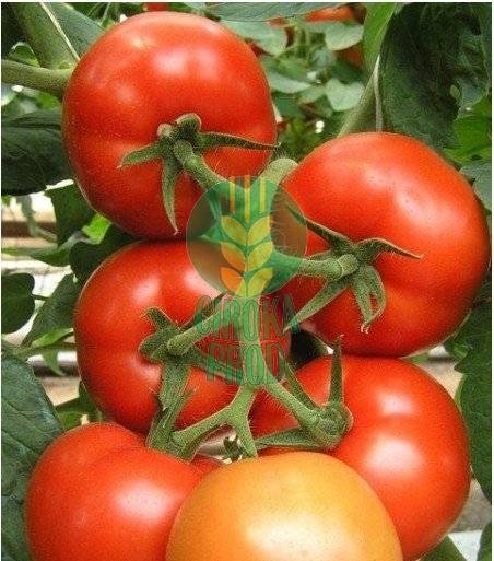 Seminis  MAGNUS F1