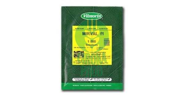Vilmorin MIRVAL F1