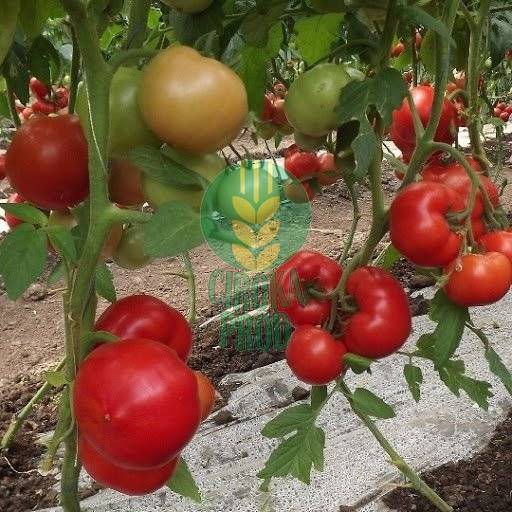 Syngenta QUALITET F1