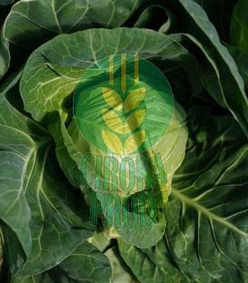 Bejo Seeds Ranini F1