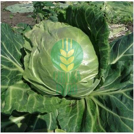 Seminis Rapidion F1