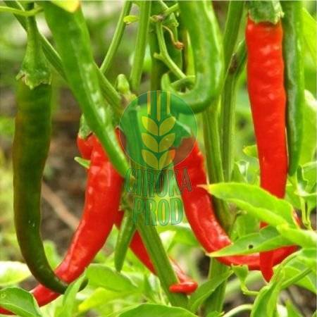Syngenta Sahem F1