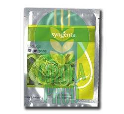 Syngenta Shangore F1